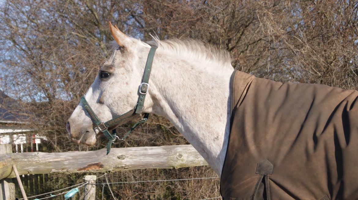 Anden særlig race Timon *min baby hest :D * - det dejlige hoved (L) billede 9