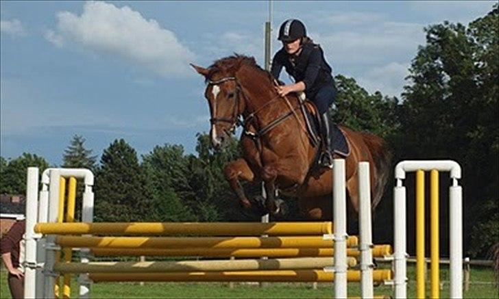 Dansk Varmblod Lathyrus RDH billede 12