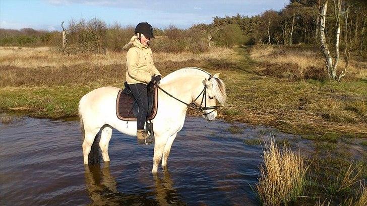 Fjordhest Perle Fjordvang - en ener' - Ude at sjoppe i vandkanten af præstesøen :-) billede 8
