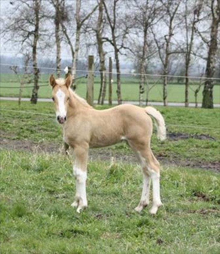 Welsh Cob (sec D) Naseba´s Elektra billede 3