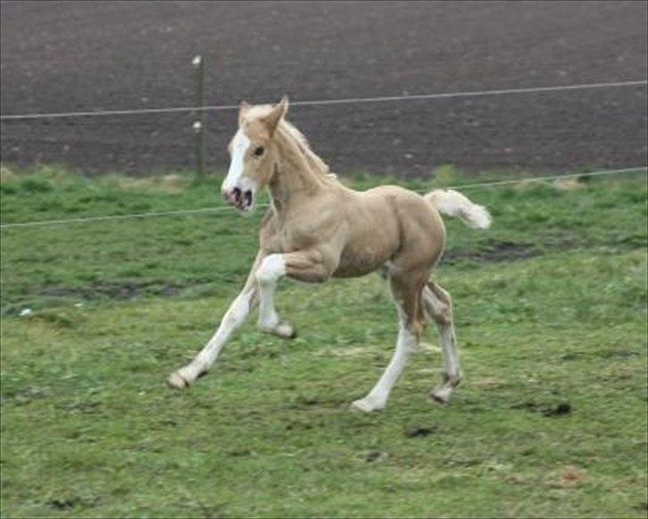 Welsh Cob (sec D) Naseba´s Elektra - april2012 billede 4