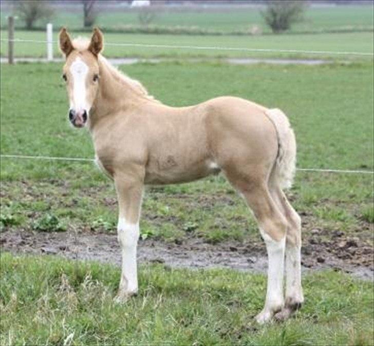 Welsh Cob (sec D) Naseba´s Elektra - april2012 billede 5