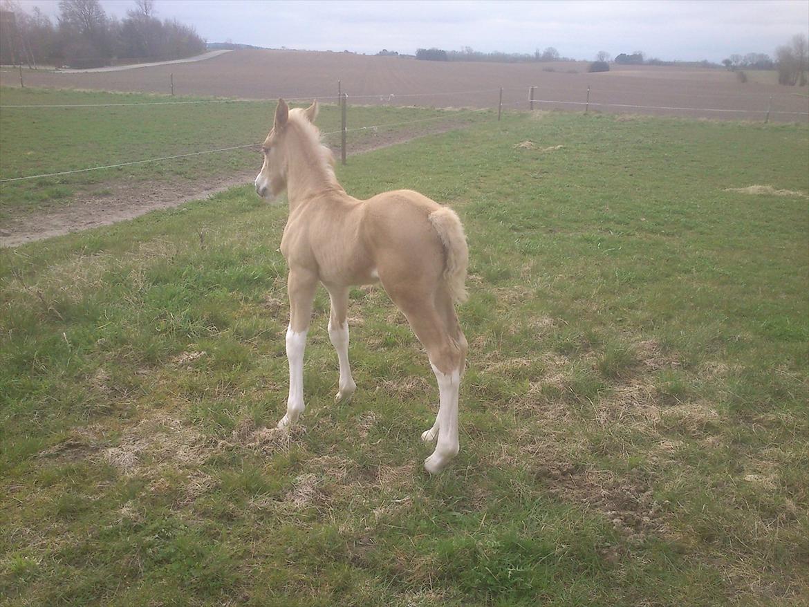 Welsh Cob (sec D) Naseba´s Elektra - april2012 billede 6