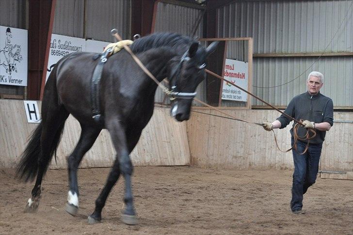 Oldenborg Vester Løkke`s Montana (Solgt ) RIP billede 8