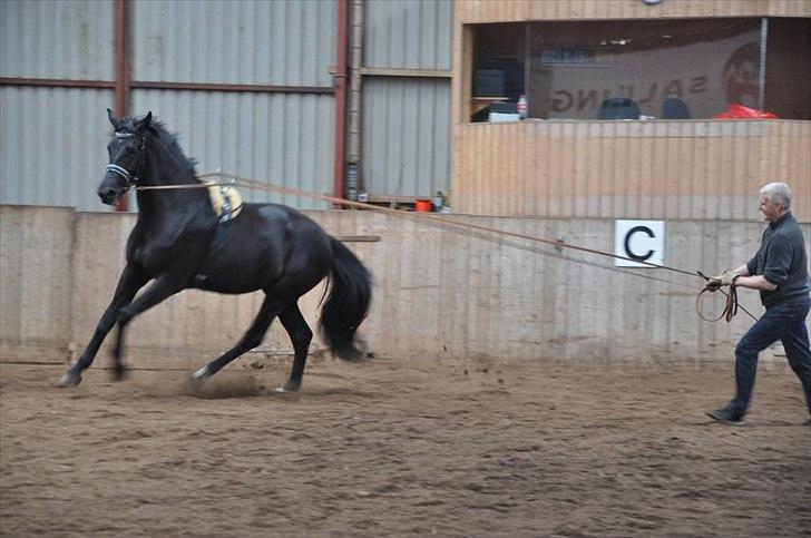 Oldenborg Vester Løkke`s Montana (Solgt ) RIP billede 9