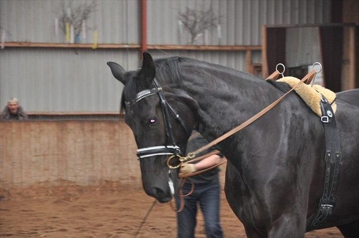 Oldenborg Vester Løkke`s Montana (Solgt ) RIP billede 10