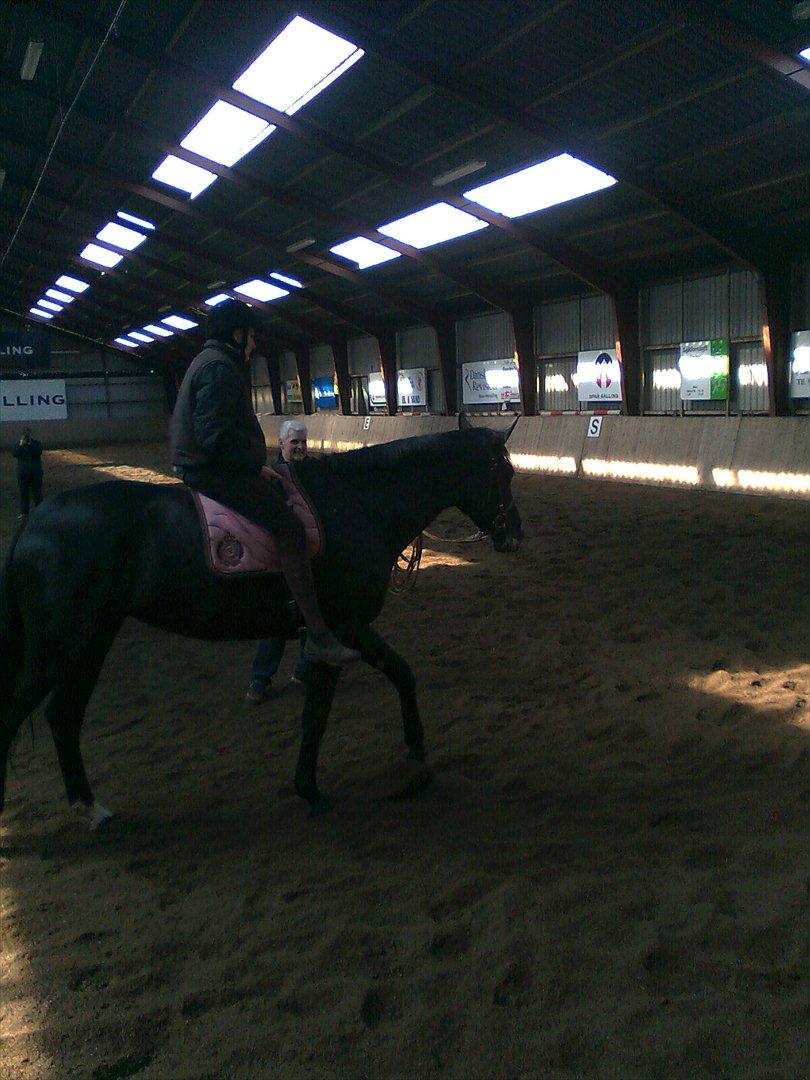 Oldenborg Vester Løkke`s Montana (Solgt ) RIP - Rytter på for første gang d 24/4 2012 billede 11