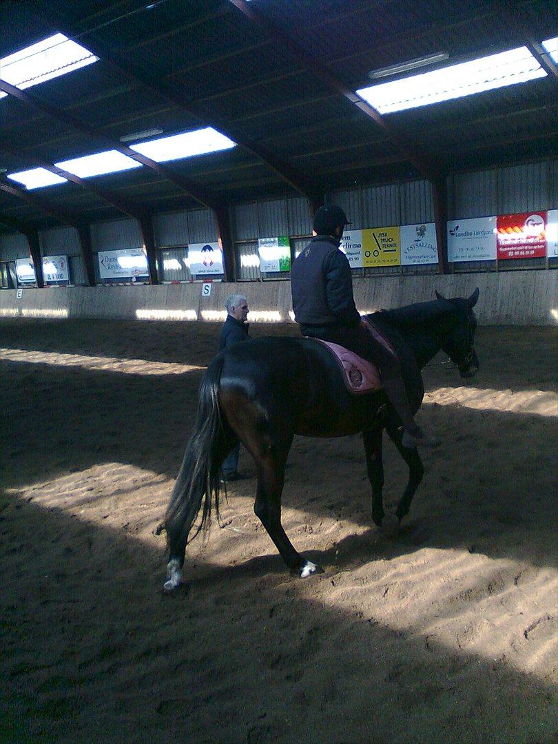 Oldenborg Vester Løkke`s Montana (Solgt ) RIP billede 12