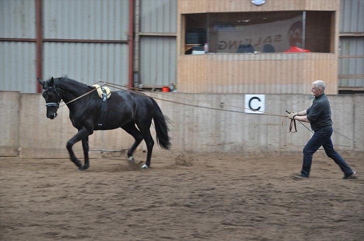 Oldenborg Vester Løkke`s Montana (Solgt ) RIP billede 13