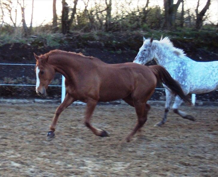 Fuldblod (XX) Rose Muwasim billede 2