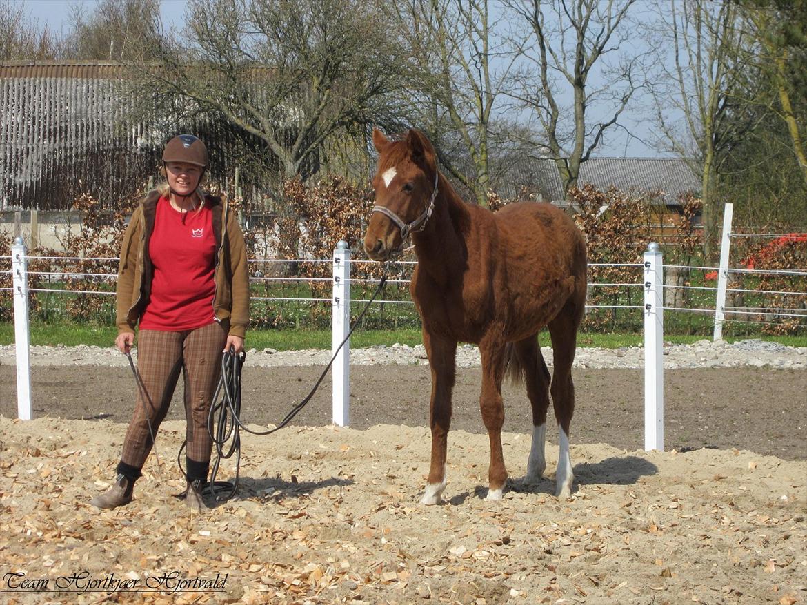 Dansk Varmblod Hjortkjærs Mirelle - Føllepigen i den nyanlagte roundpen ;-) April 2012 billede 19