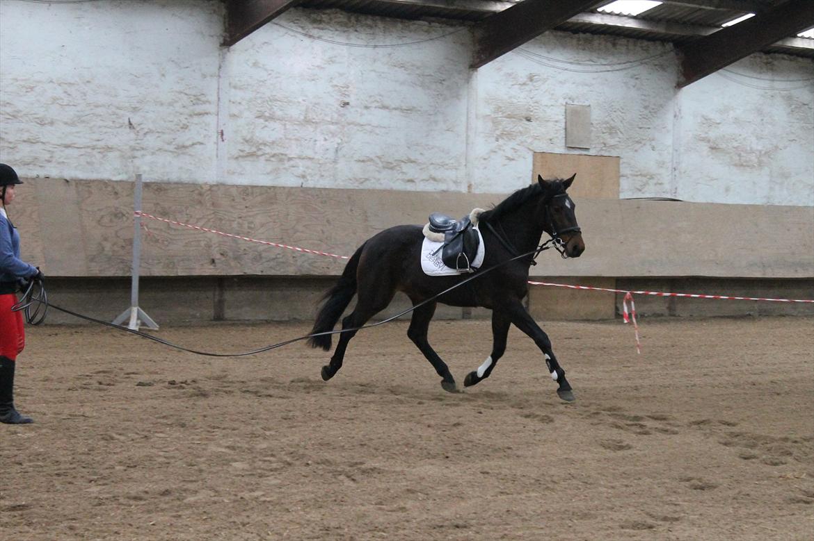 Dansk Varmblod Grangårdens Neptun (SOLGT) billede 4