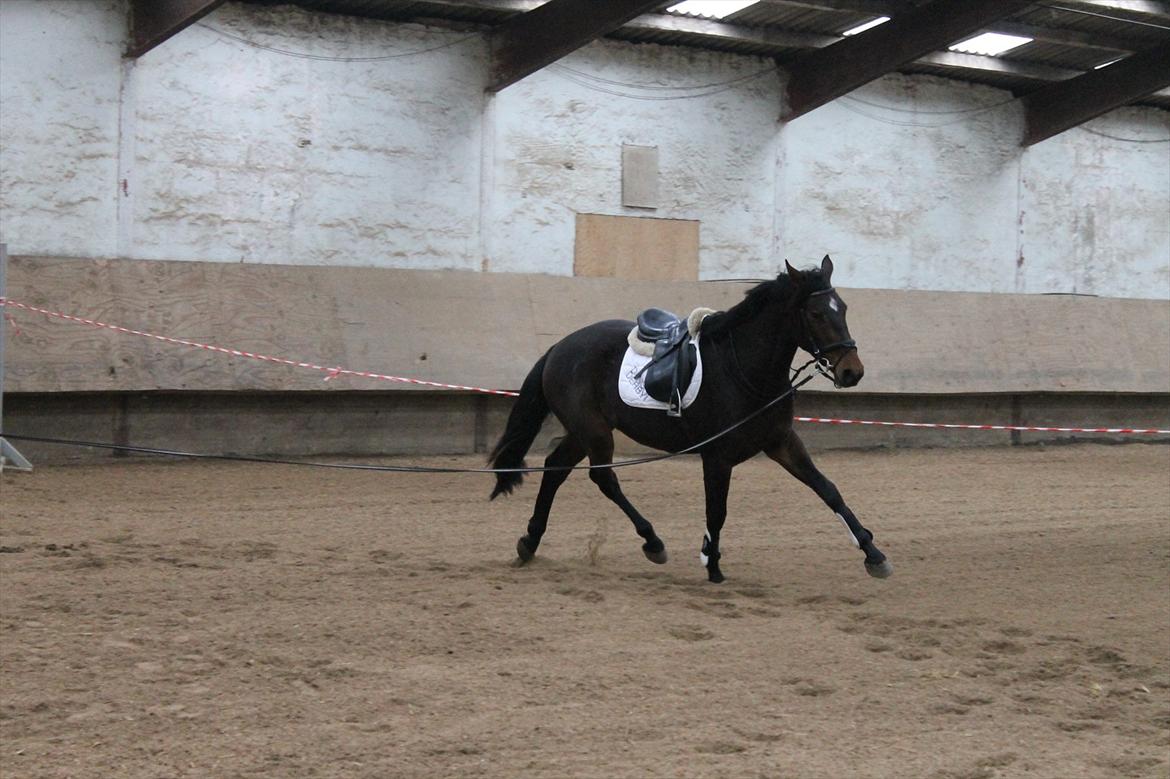 Dansk Varmblod Grangårdens Neptun (SOLGT) billede 18