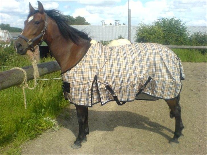 Anden særlig race Prinsesse Nala billede 1