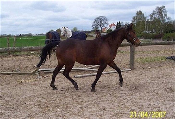 Anden særlig race Prinsesse Nala billede 2