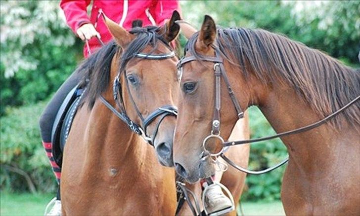 Anden særlig race Prinsesse Nala billede 3