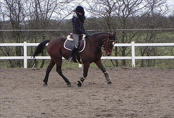 Anden særlig race Prinsesse Nala billede 5