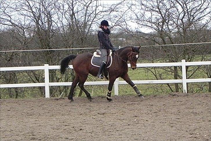 Anden særlig race Prinsesse Nala - Super flot redet af Noa, hvis man kender Nala, ved man hvor svært det er, og jeg er super stolt af de to :-) billede 6