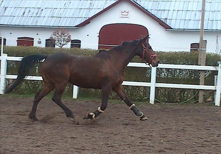 Anden særlig race Prinsesse Nala billede 9