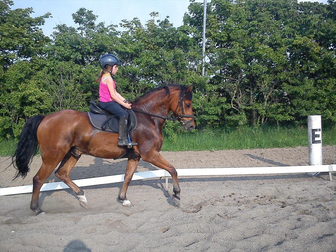 New Forest Filur <3 - B PONY - Søde <3 billede 1