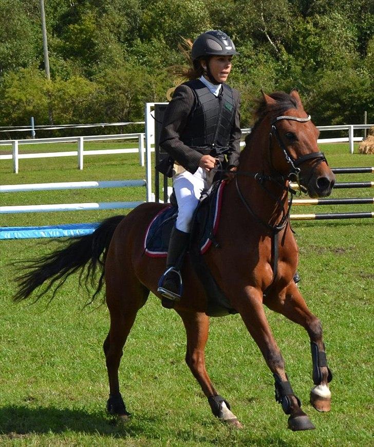 New Forest Filur <3 - B PONY - Seje Filur!  billede 3