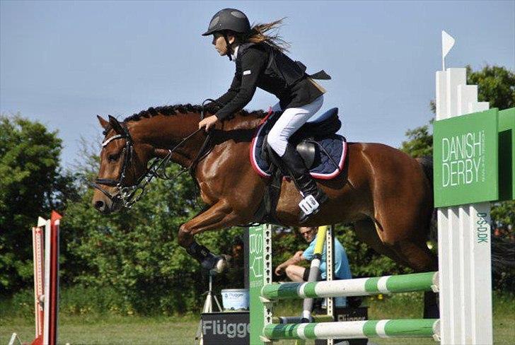 New Forest Filur <3 - B PONY - Løgstør! *-: billede 8