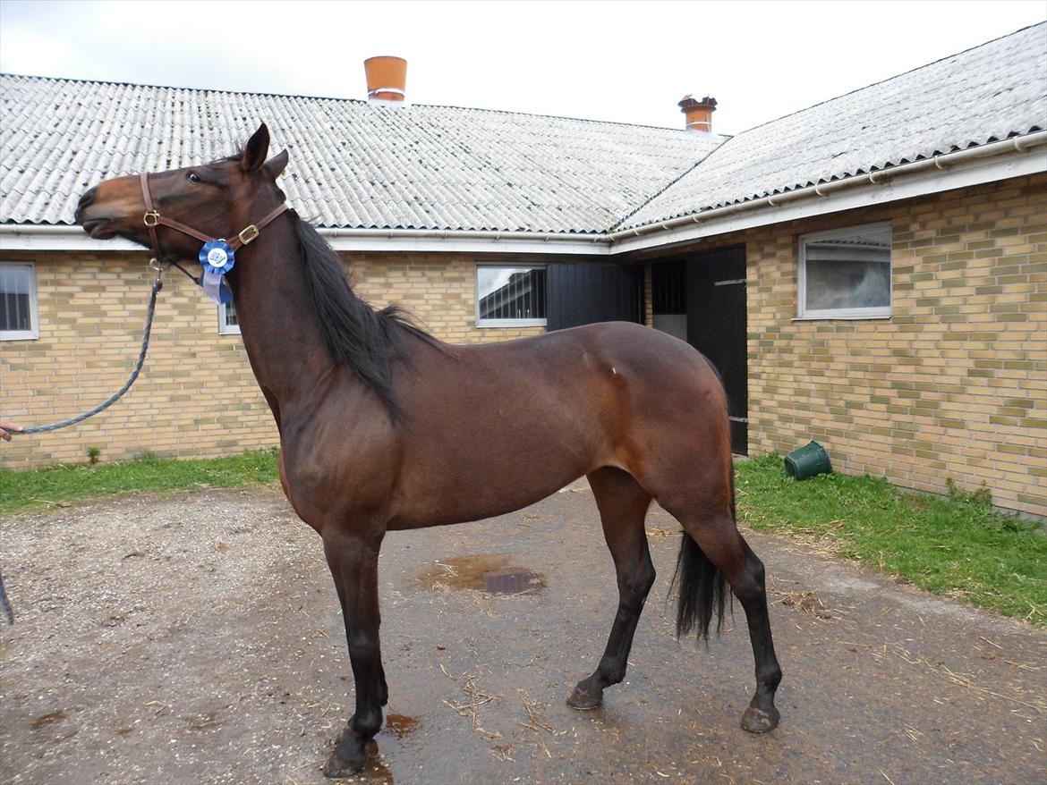 Traver Risa  (passer) billede 7