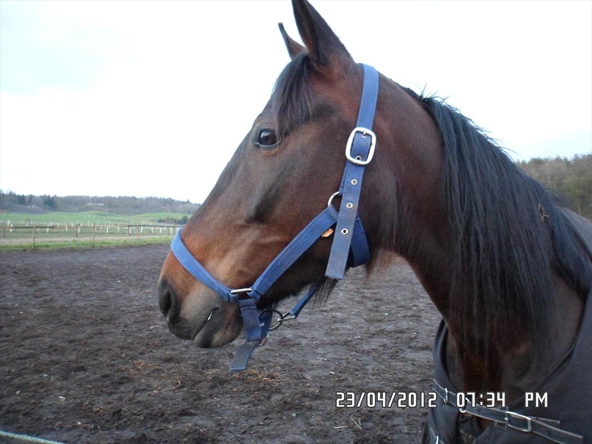 Traver Risa  (passer) billede 8