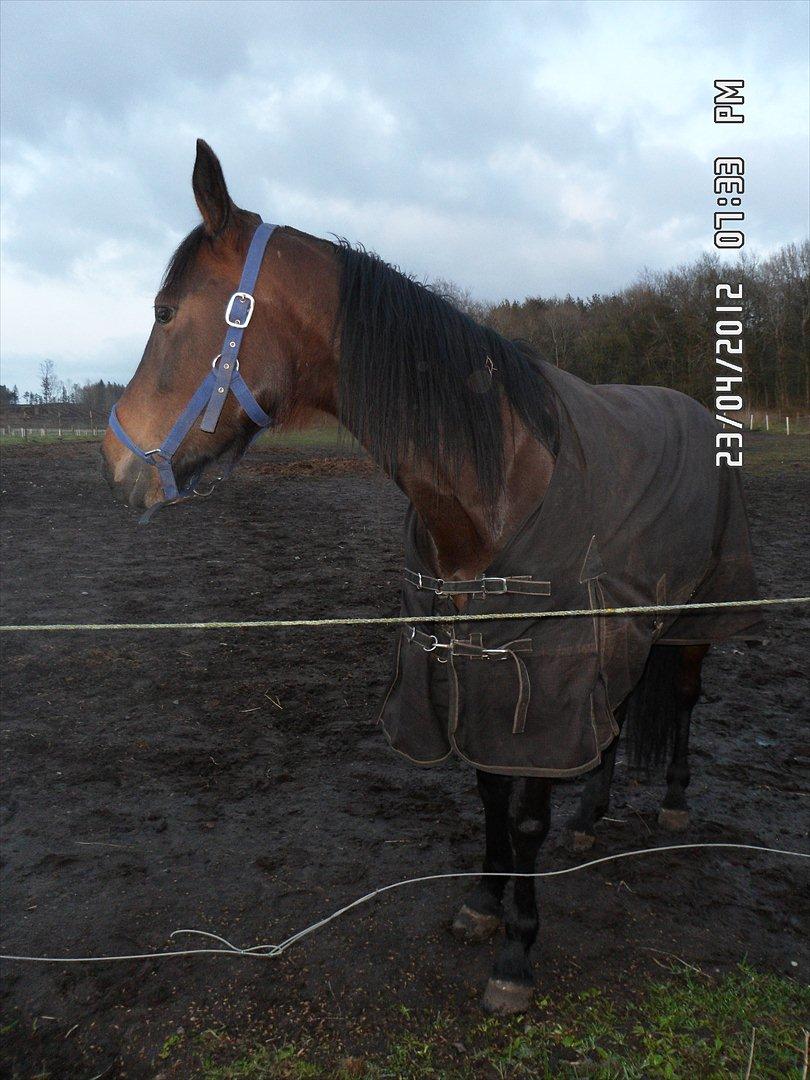 Traver Risa  (passer) billede 9