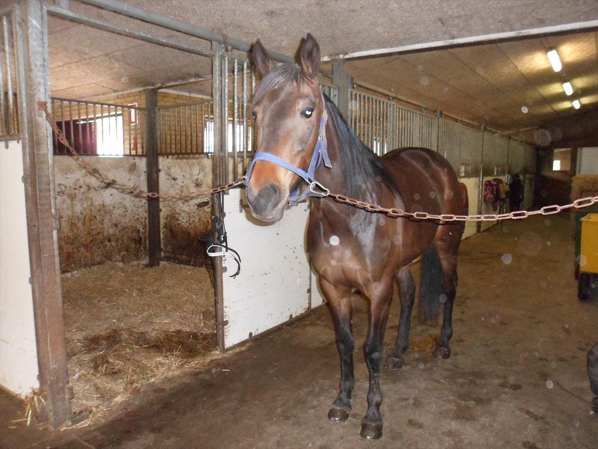 Traver Risa  (passer) billede 10