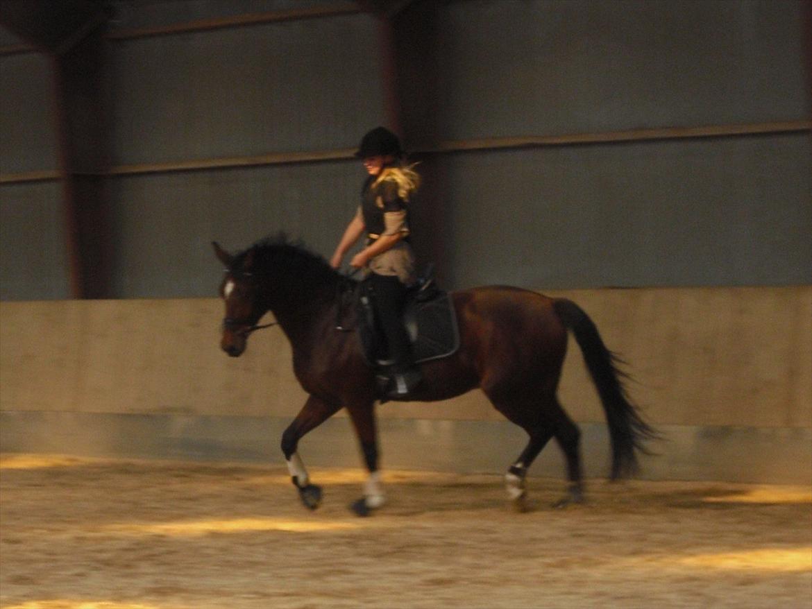 Anden særlig race Flatteur billede 15