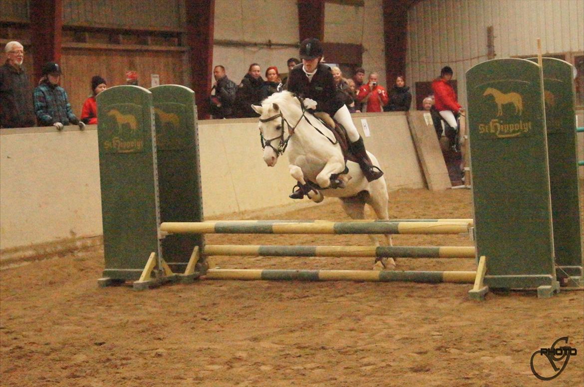 Welsh Pony (sec B) Skovbjergs Blai! (Blæverdyret) - Vores første stævne sammen, og hendes første springstævne. Her ses vi i 60 cm. (:  billede 7