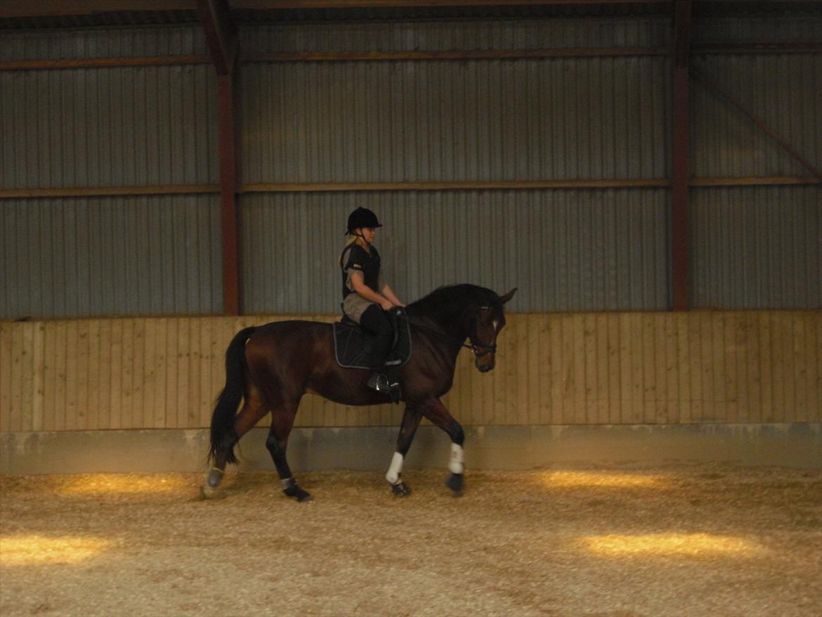 Anden særlig race Flatteur billede 11