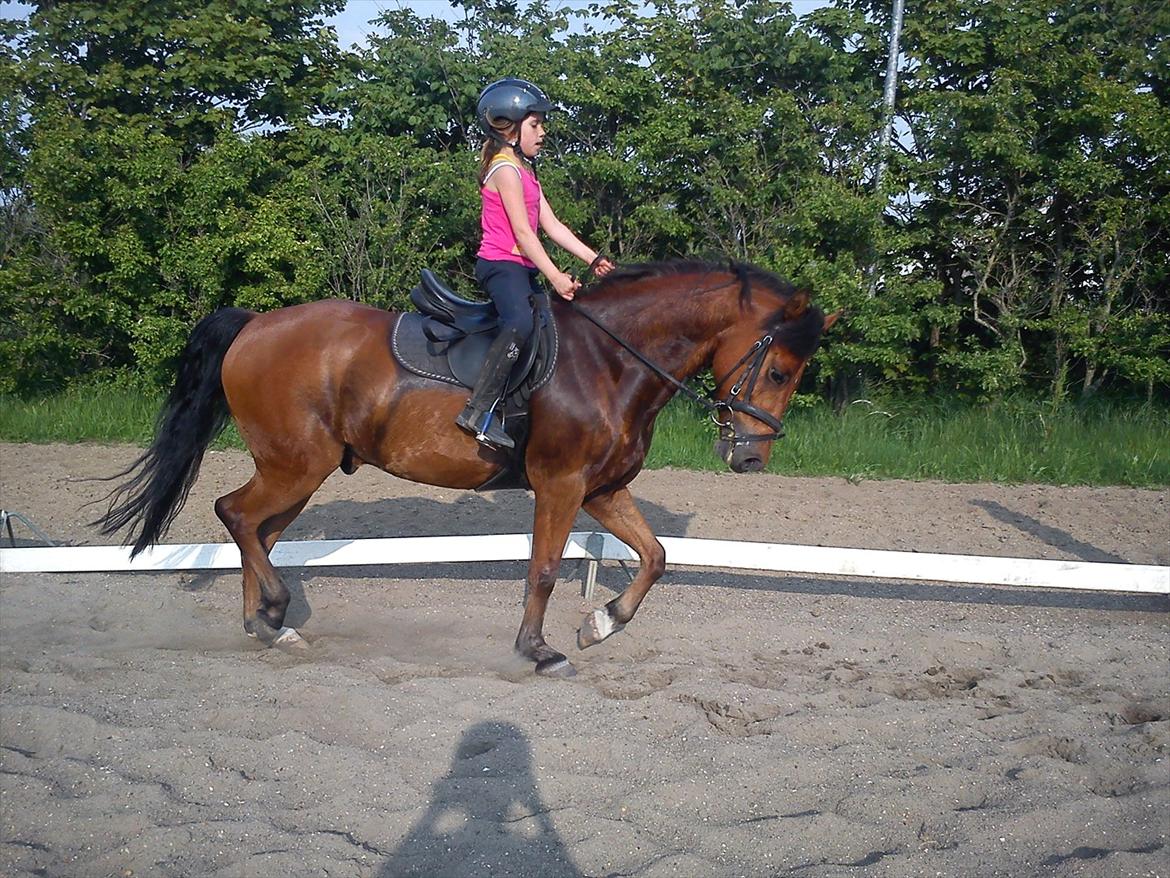 New Forest Filur <3 - B PONY - Filur og jeg! <3 billede 10