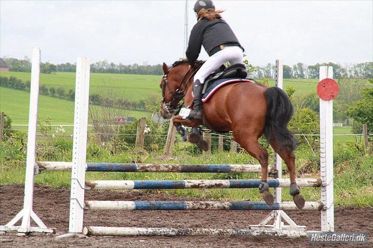 New Forest Filur <3 - B PONY - Filur i NTR!  billede 11