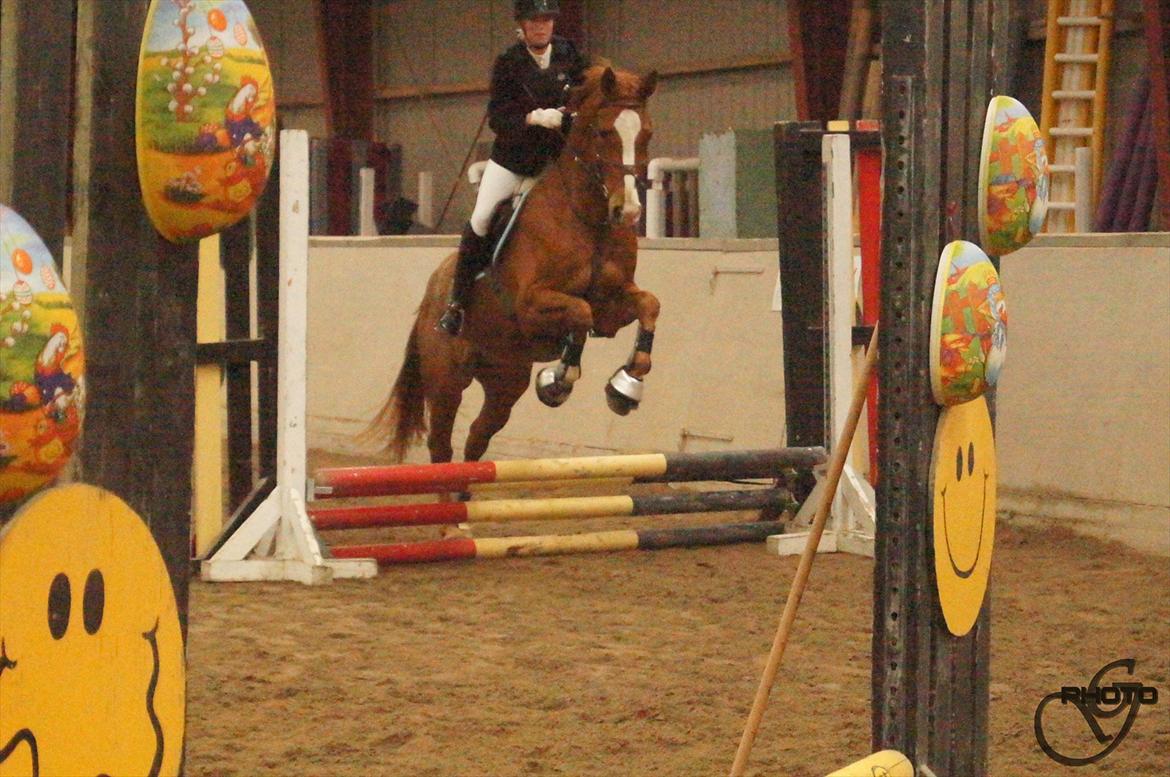 Dansk Varmblod Birkemosegaards Toronto billede 10