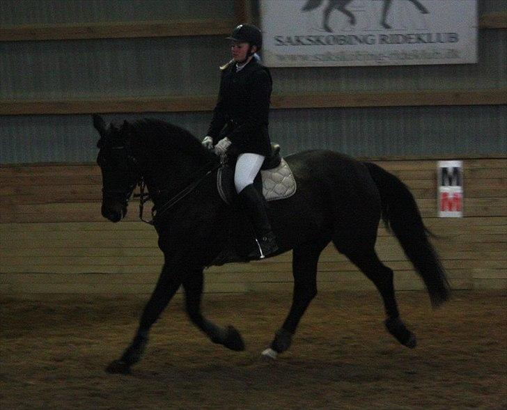 Dansk Varmblod Leasy billede 19