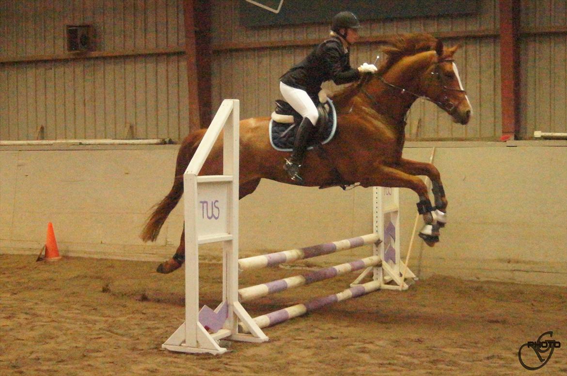 Dansk Varmblod Birkemosegaards Toronto billede 9