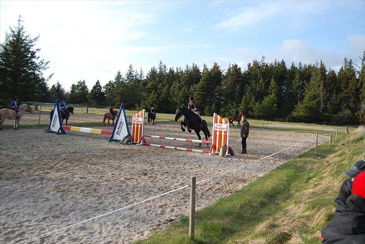 Dansk Varmblod Amy billede 4