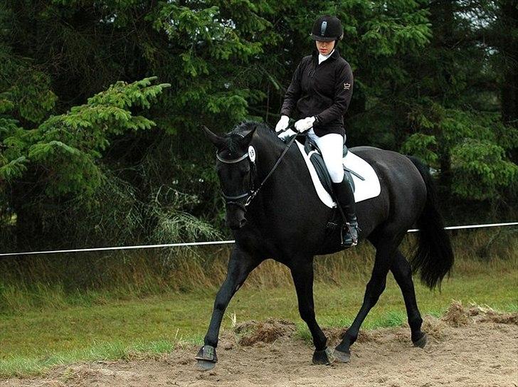 Dansk Varmblod Amy billede 5