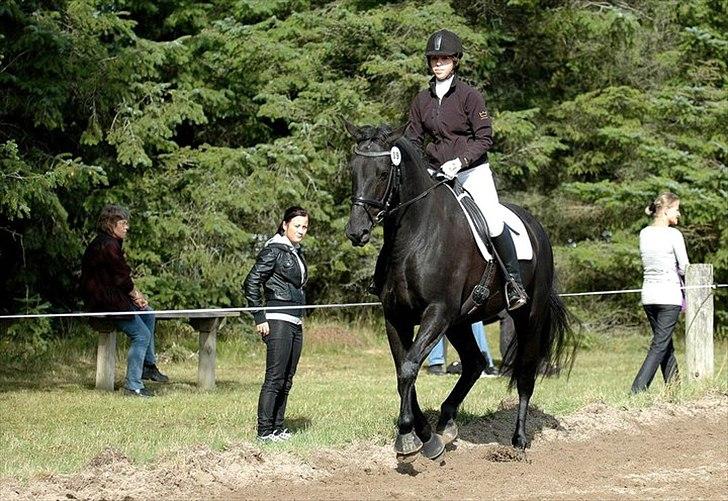 Dansk Varmblod Amy billede 6