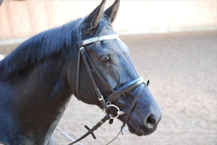 Dansk Varmblod Amy billede 7