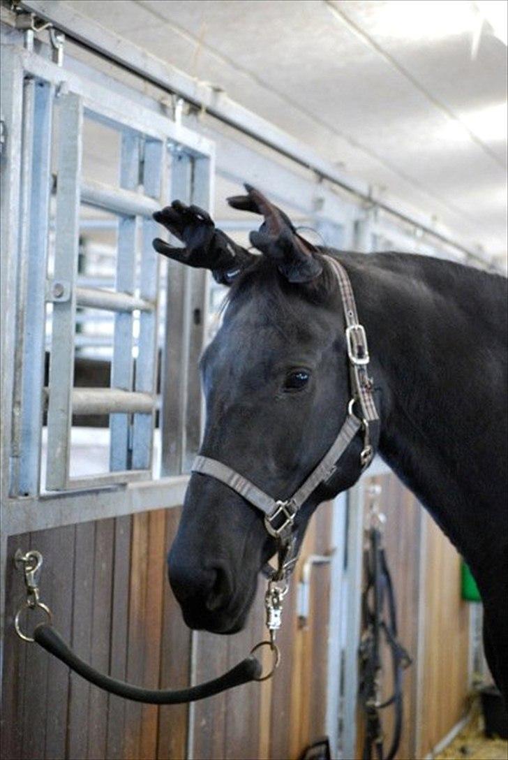 Dansk Varmblod Amy billede 8