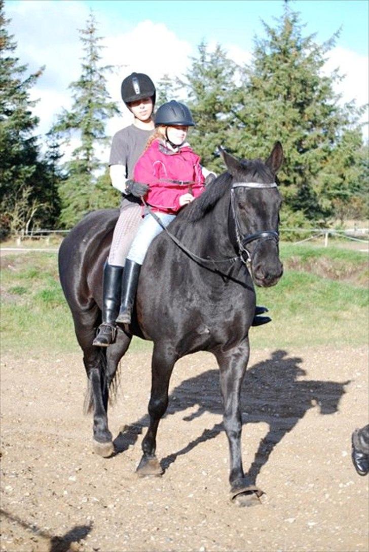 Dansk Varmblod Amy billede 9