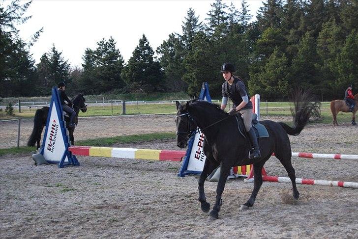 Dansk Varmblod Amy billede 10