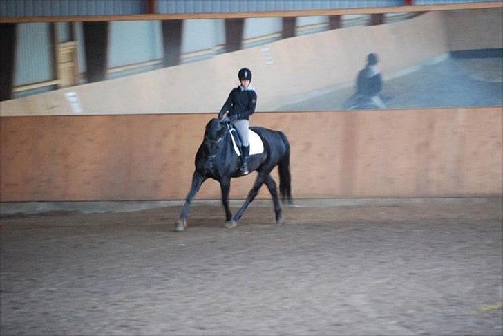 Dansk Varmblod Amy billede 11