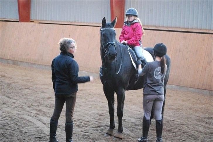 Dansk Varmblod Amy billede 12