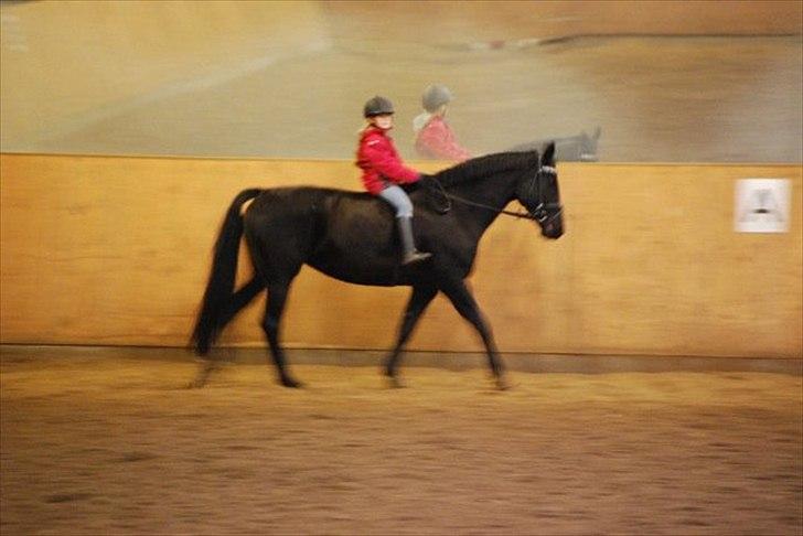 Dansk Varmblod Amy billede 13