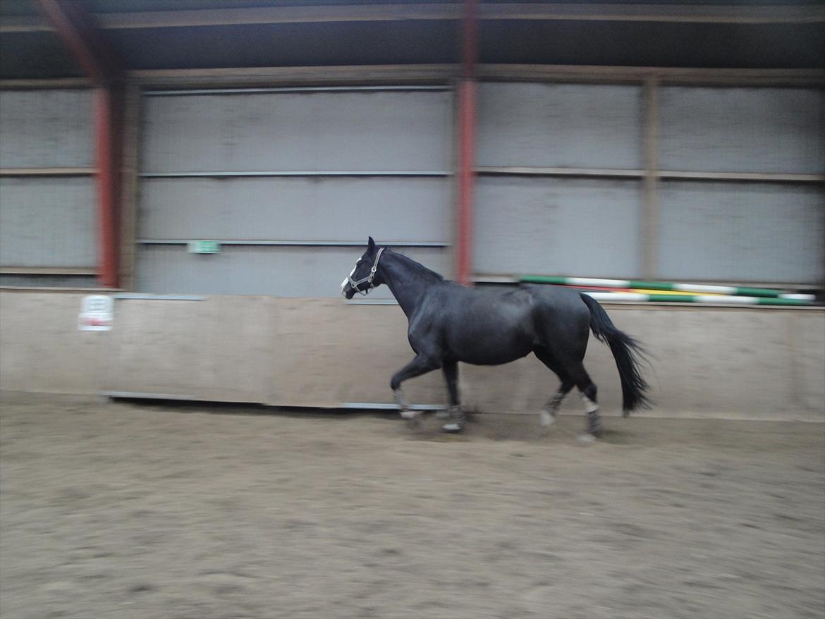 Dansk Varmblod Nelly Møllegård billede 10