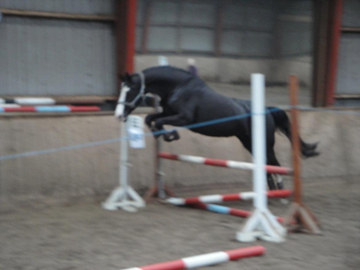 Dansk Varmblod Nelly Møllegård billede 11